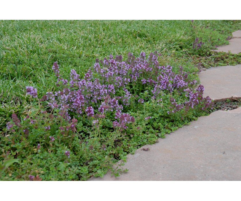 Reiter Creeping Thyme